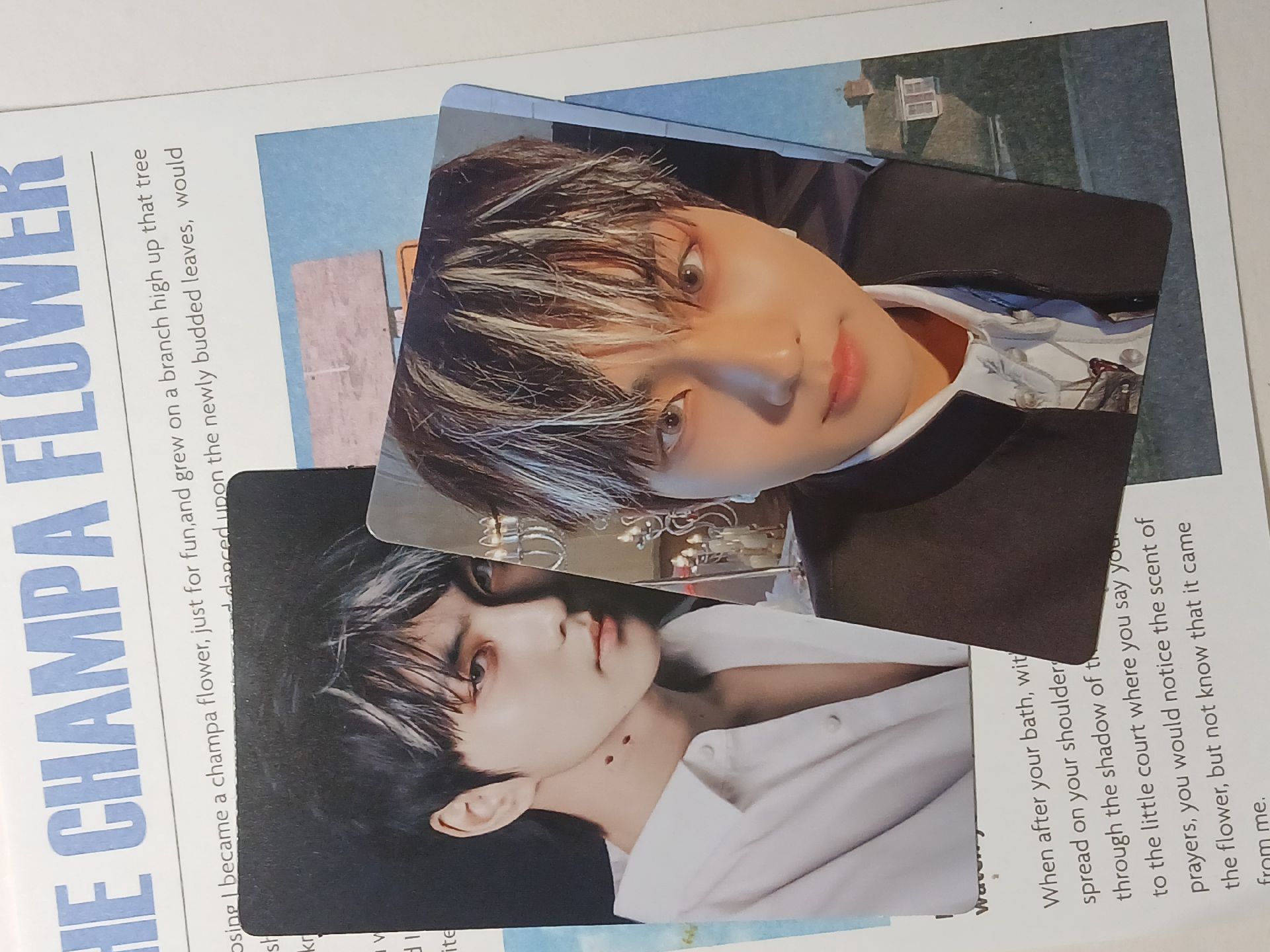 enhypen 禎元迷四專卡