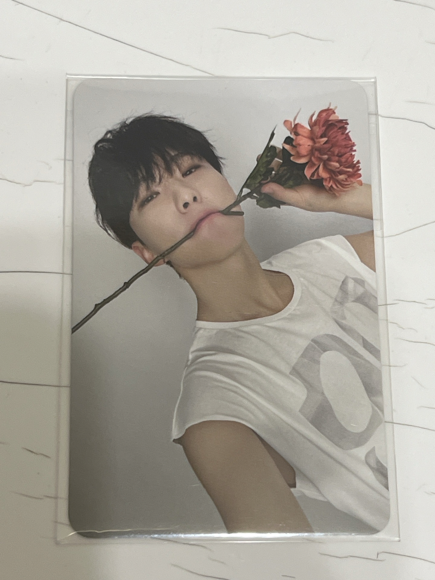 精選專克拉盤 咬花榮 hoshi 