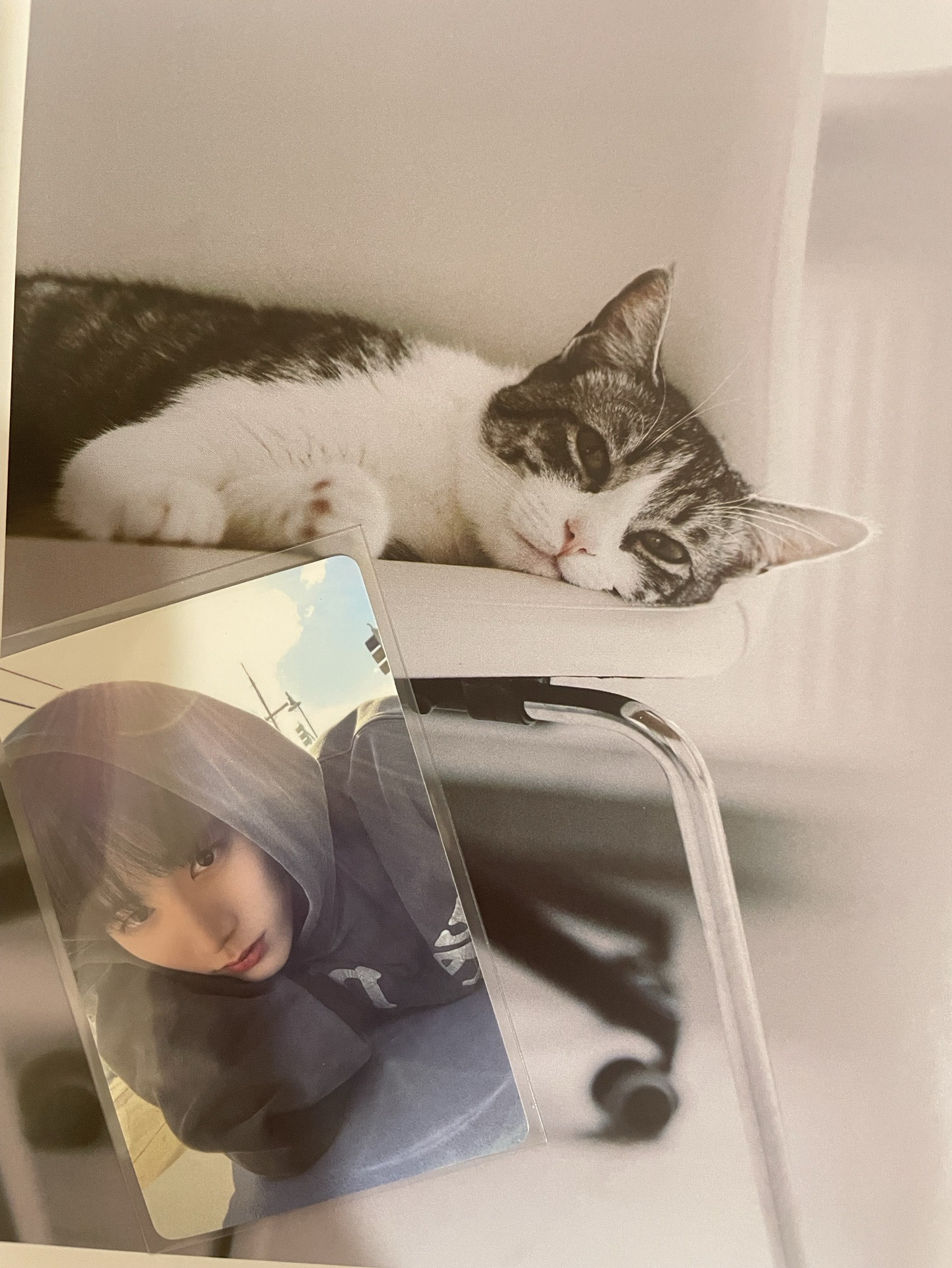 【BND】🐈‍⬛出道一直娛 陽光山