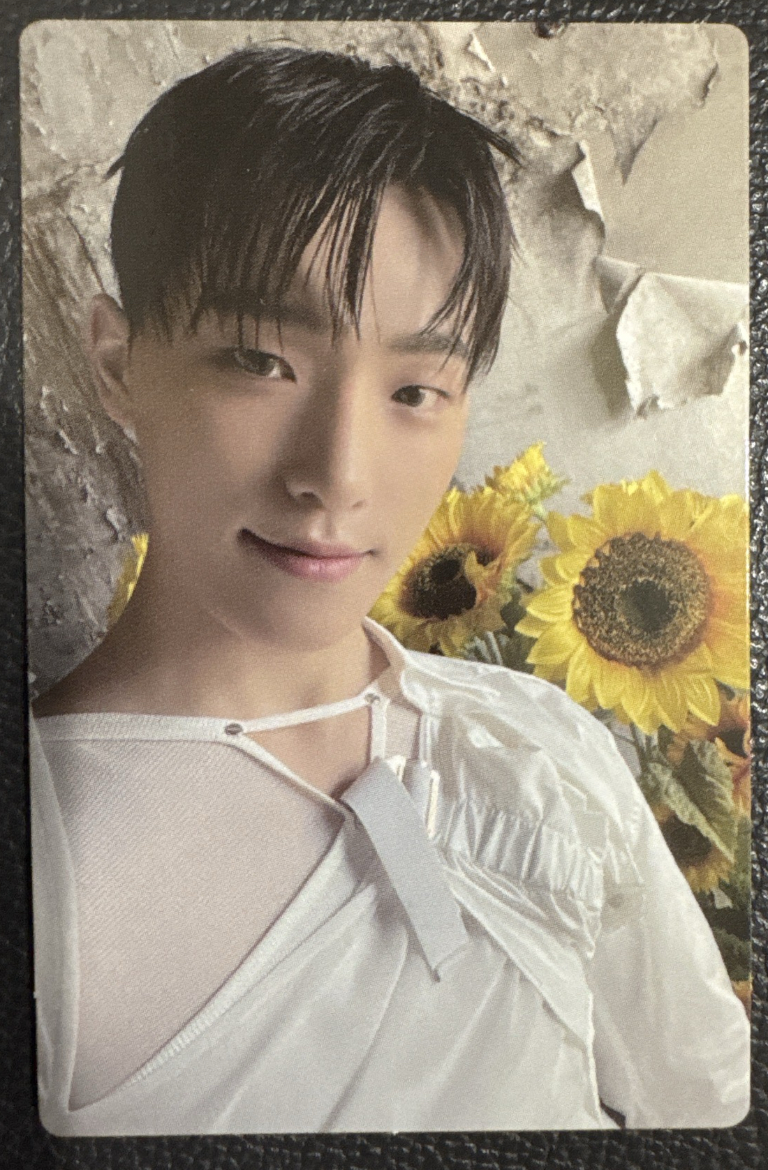 seventeen 9期會員卡 Dino