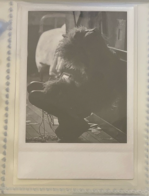 R 專輯卡 蹲下肉